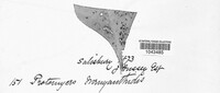 Protomyces menyanthis image
